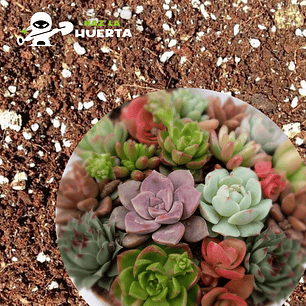 Suculenta mix