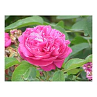 Now - Aceites Esenciales Rosa Absoluta 30 Ml 4
