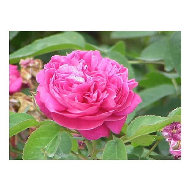 Now - Aceites Esenciales Rosa Absoluta 30 Ml 4