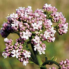 La Botica Del Alma - Valeriana (ansiedad) 60 Caps 6