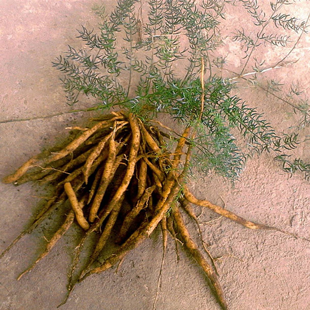 Konun - Shatavari En Polvo 100% Orgánico 200g 3