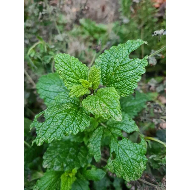  La Botica Del Alma - Infusión Melisa 20 Bolsitas 2