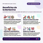 Berberina 500mg 60 Capsulas Alta Pureza Equilibrio Metabolico Y Bienestar Corporal Ortomolecular Sin Sabor 5