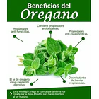 Now - Aceite De Oregano 90 Capsulas Orégano 6