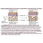 Derma-e Colágeno Hidrolizado, Biotina Activa, Vitamina E, Vitamina C. Vital & Young Belleza Y Piel. Cápsulas. Sin Sabor 3