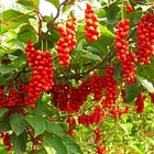 Natural Telchi- Schisandra 90cápsulas 8