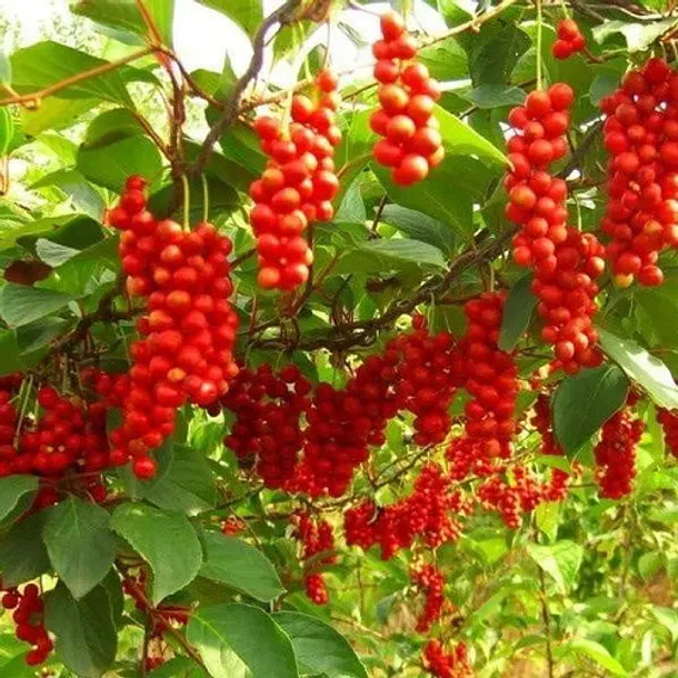 Natural Telchi- Schisandra 90cápsulas 8