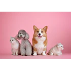 Nup!- Pre Y Probióticos para perros Y gatos 120gramos 4