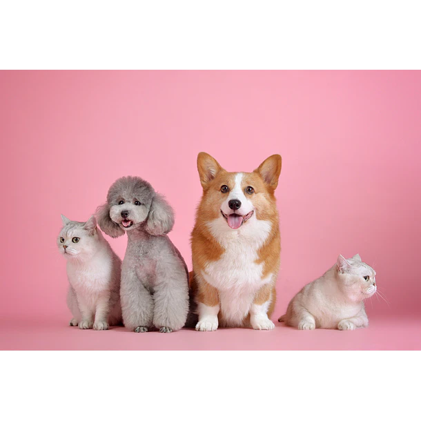 Nup!- Pre Y Probióticos para perros Y gatos 120gramos 4
