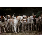 Nup!- Bálsamo para patas y nariz  de perros/ gatos 6