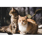 Nup! - Power Renal perros y gatos (Cuidado Renal Y Urinario) 120gramos 5
