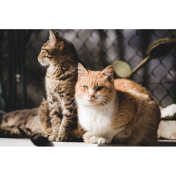Nup! Pets- Snaks Meaty Sauce perros y gatos 250gramos 4