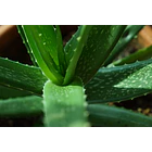Manare- Aloe Vera Gel 473ml Natural 4