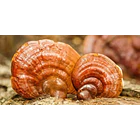 Keho Fungi- Reishi En Polvo 90 Gramos 3