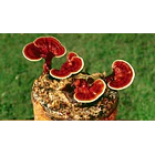 Be Healthy- Hongo Reishi 30 Mililitros 4