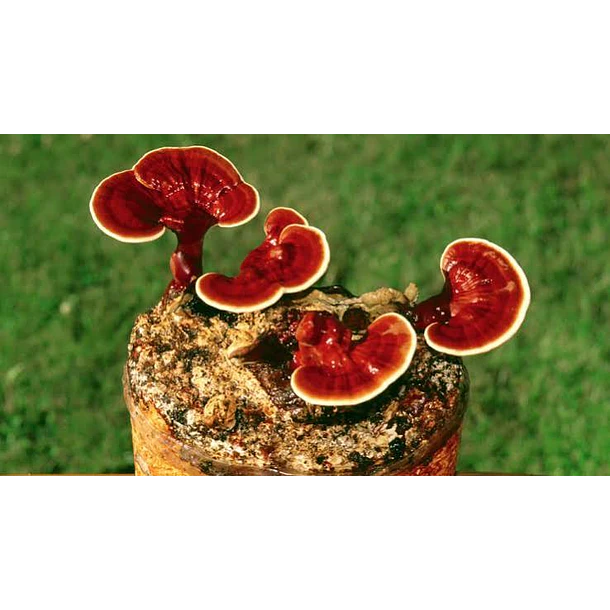 Be Healthy- Hongo Reishi 30 Mililitros 4