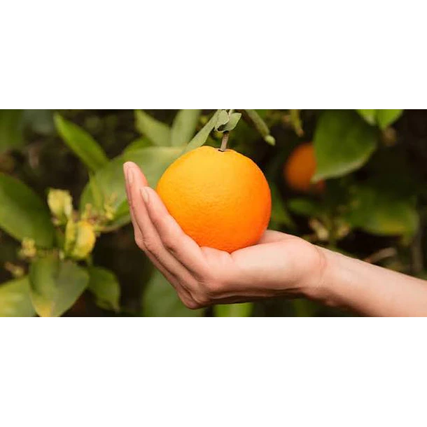 Proactive- Vitamina C En Polvo 500 Gramos 5