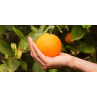 Kirkland- Vitamina C Para Adultos 250 Miligramos 180 Gomitas 4