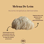 Keho Fungi - Melena De León Concentrado 990mg 30 Caps Sin Sabor 4