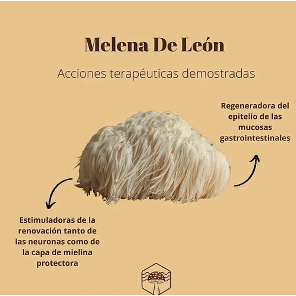 Keho Fungi - Melena De León Concentrado 990mg 30 Caps Sin Sabor 4