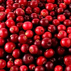 Nativ For Life - Cranberry En Polvo 60g Berry 6
