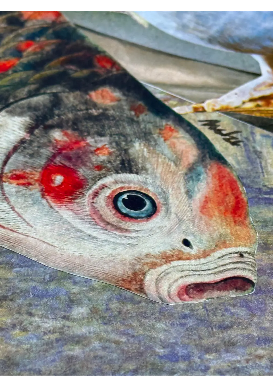 Koi © 4