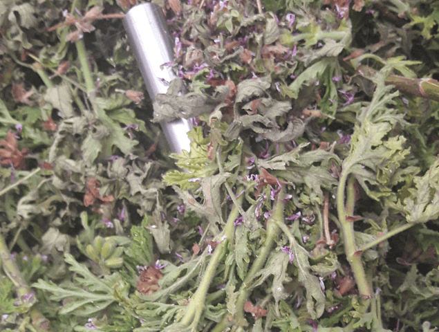 Hidrolato  Malva Rosa Pelargonium graveolens (Geranio)