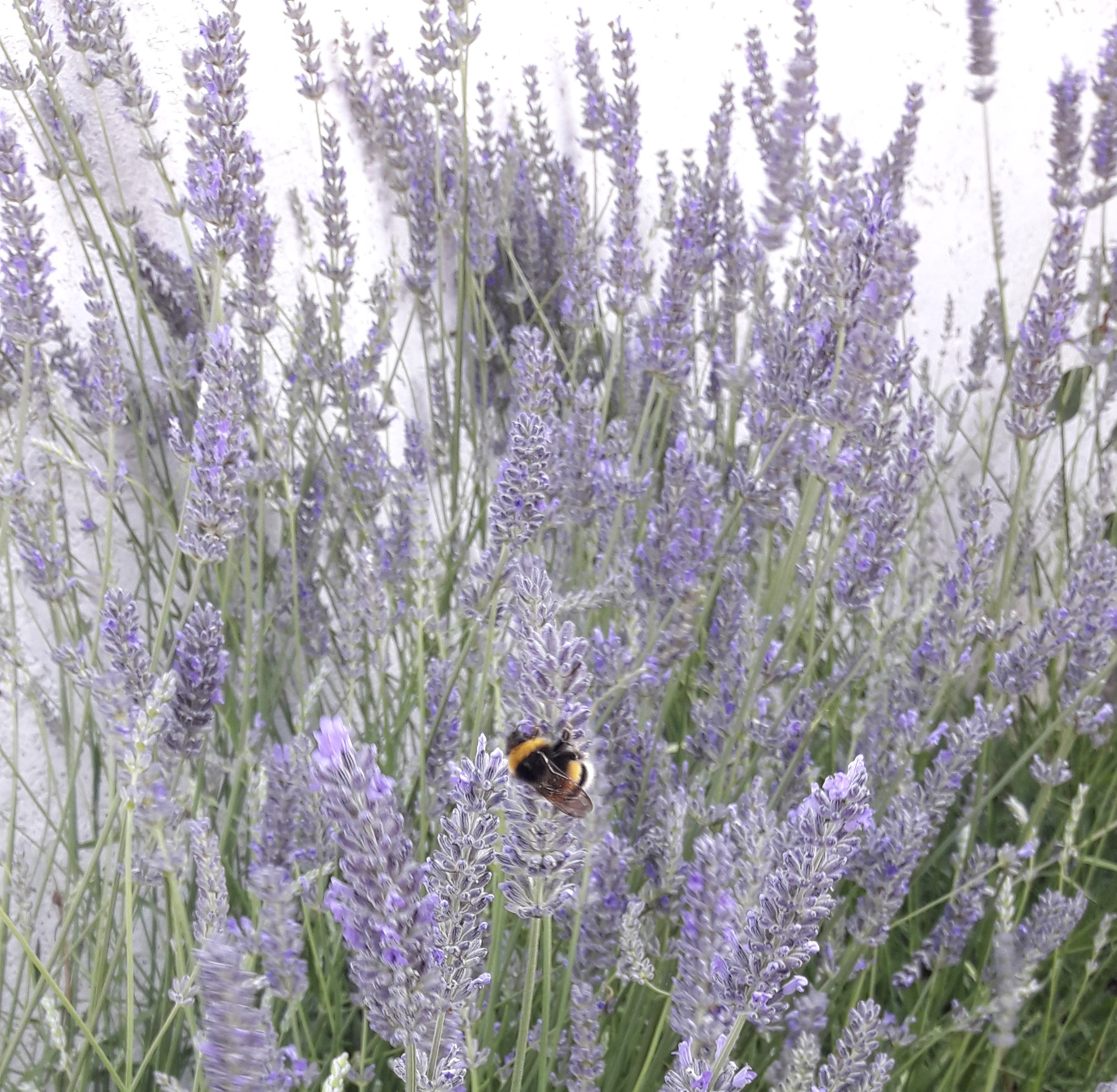 Hidrolato Lavanda