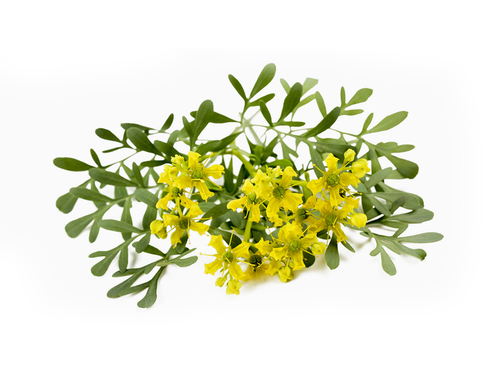 Hidrolato  Ruda