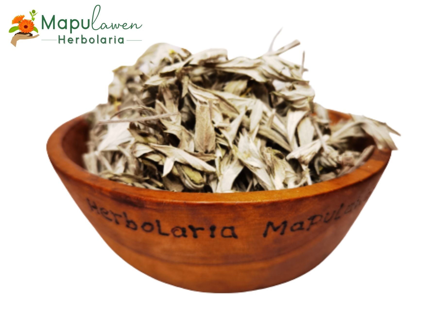 Ajenjo - Artemisia Absinthium.