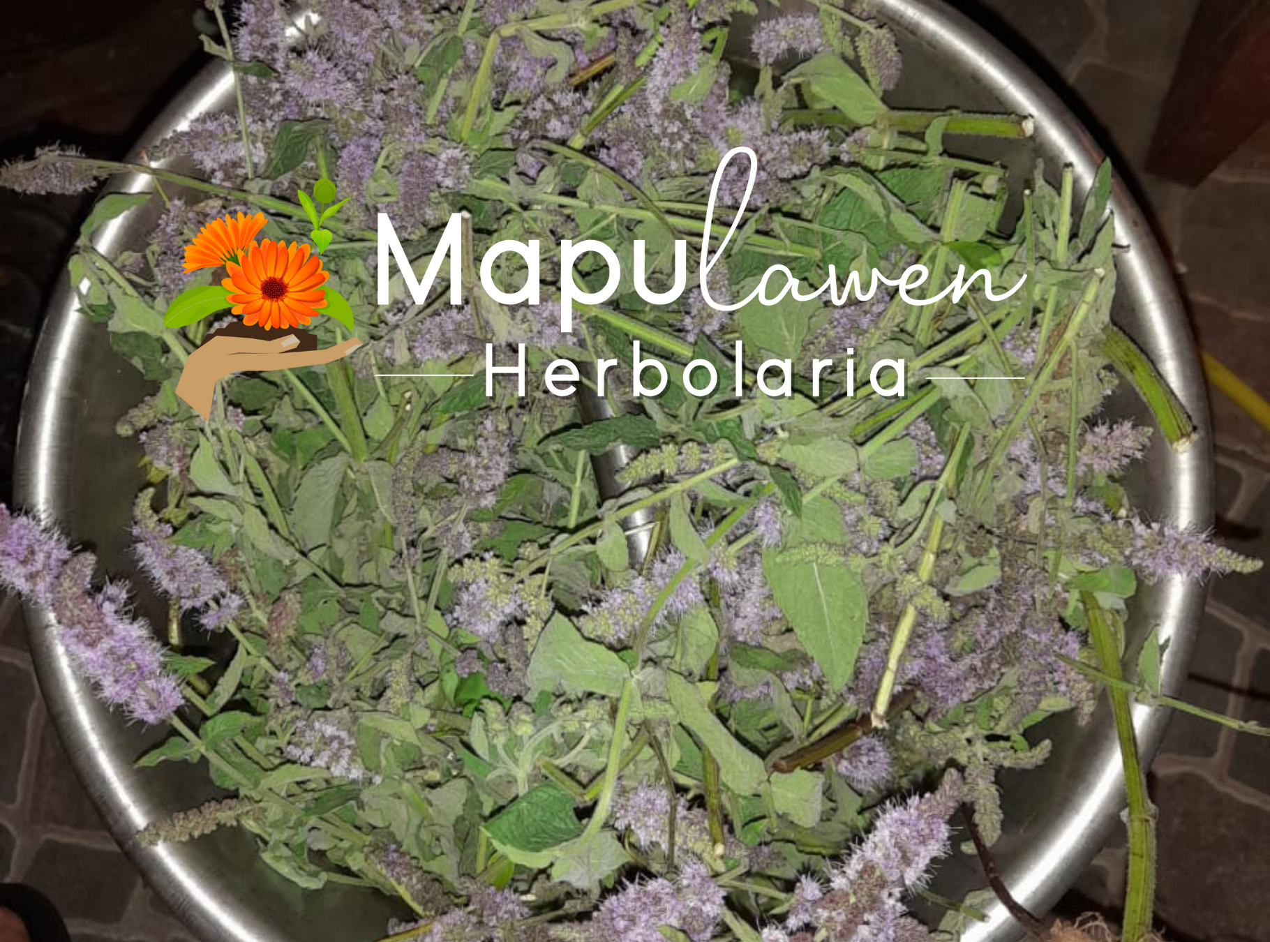 Hidrolato de Menta