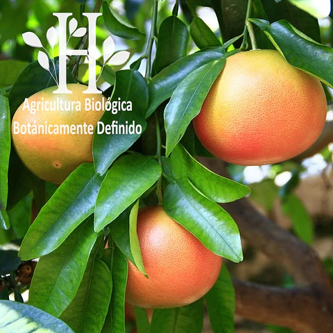 Pomelo Aceite Esencial 5 ml