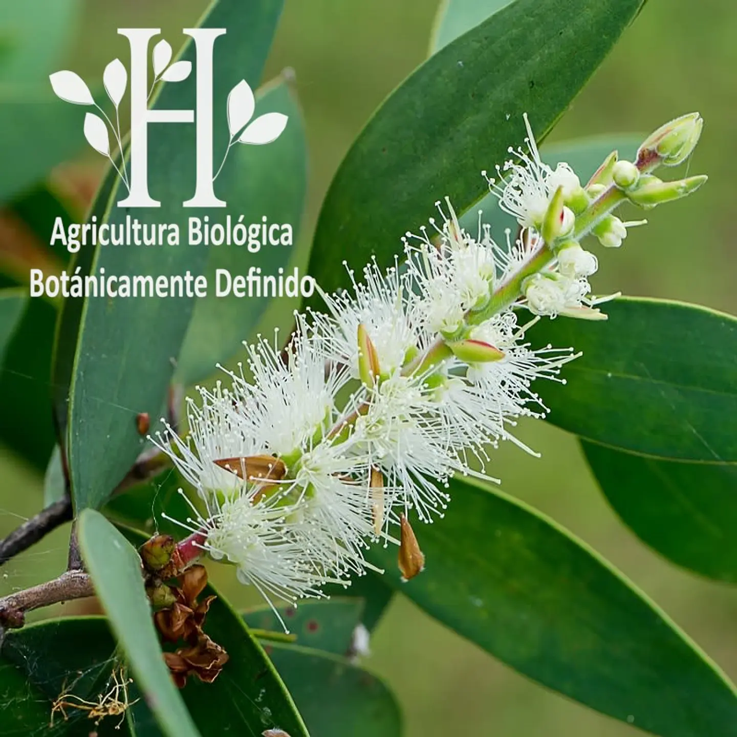 Aceite esencial de Niaouli Bio 5 ml 1