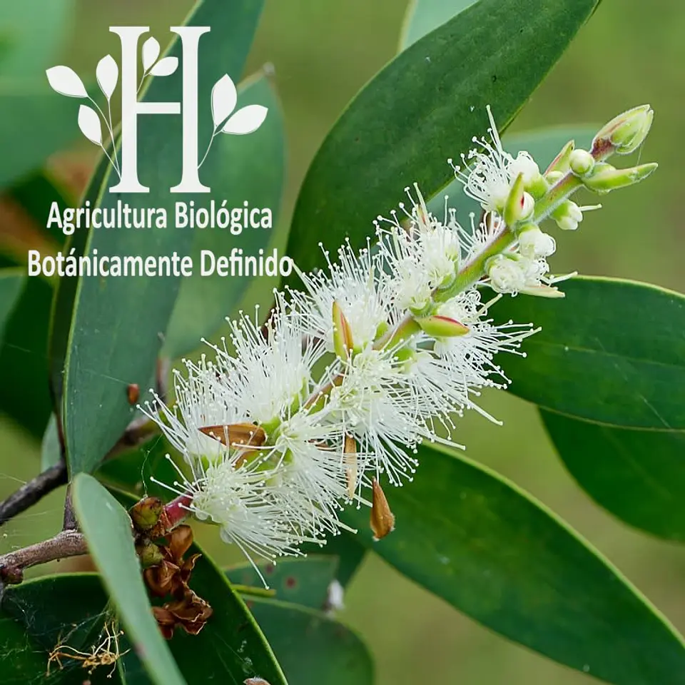 Aceite esencial de Niaouli Bio 5 ml 1