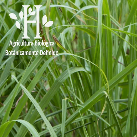 Palmarosa Bio Aceite Esencial 5 ml