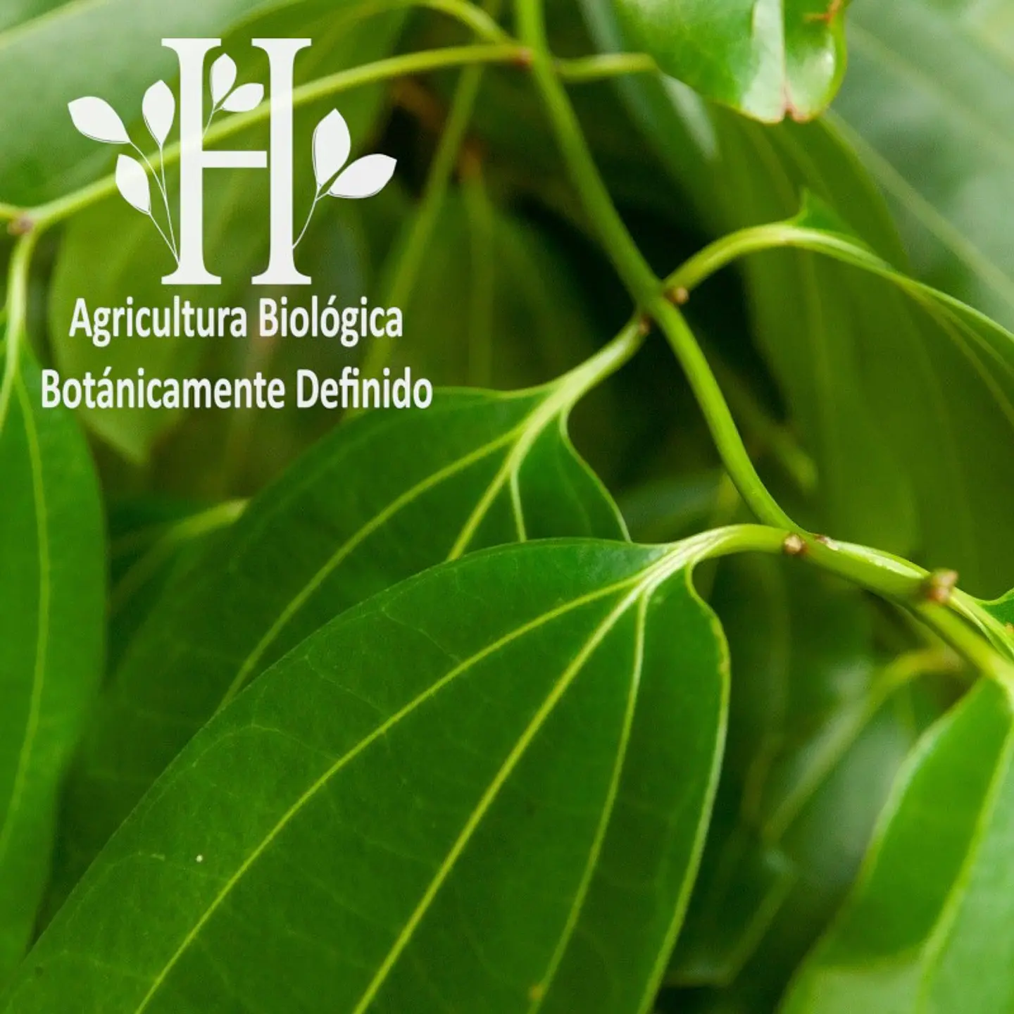 Aceite esencial de Ravintsara Bio 5 ml 1