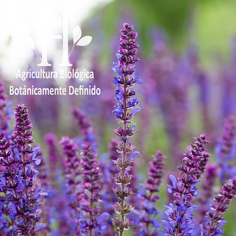 Salvia Esclarea Bio Aceite Esencial 5 ml