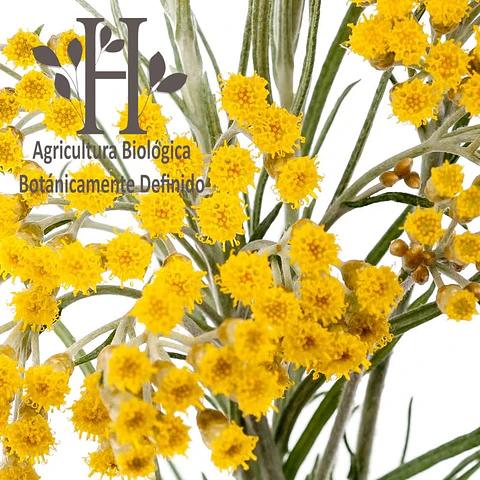 Siempre Viva Amarilla Bio Aceite Esencial 5 ml