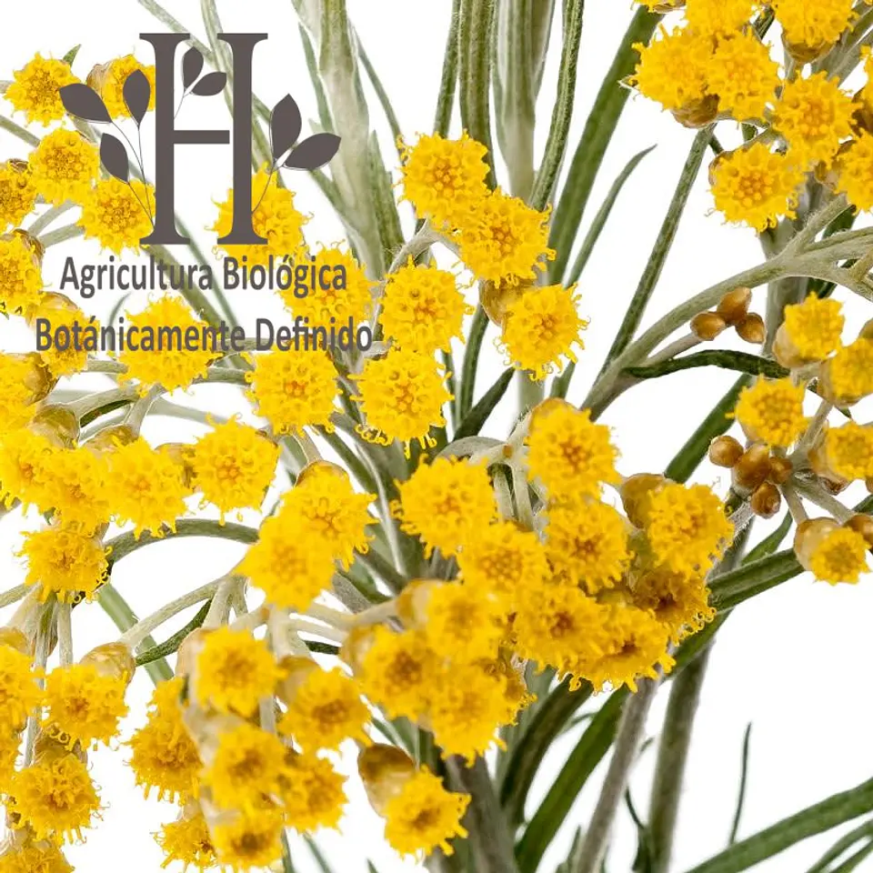 Aceite esencial de Siempreviva Bio 5 ml 1