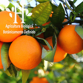 Naranja Dulce Bio Aceite Esencial 15 ml
