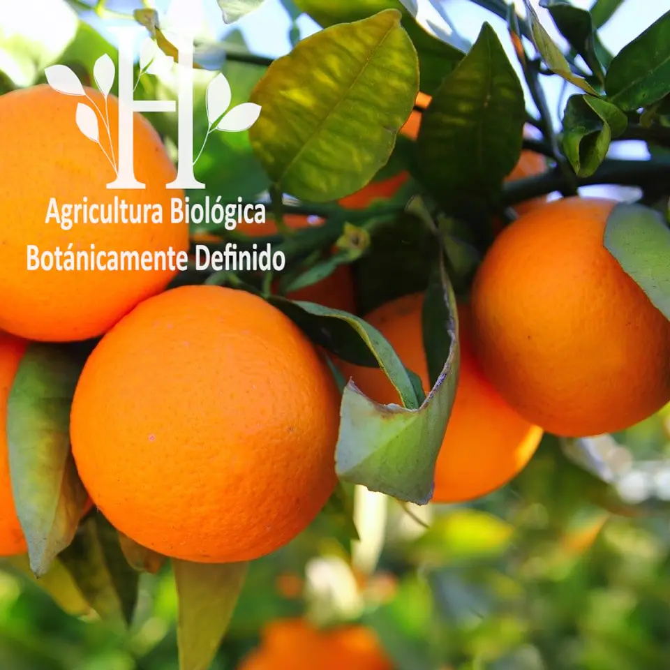 Aceite esencial de Naranja Dulce Bio 5 ml 1