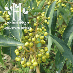 Verbena  Exótica Bio Aceite Esencial 5 ml