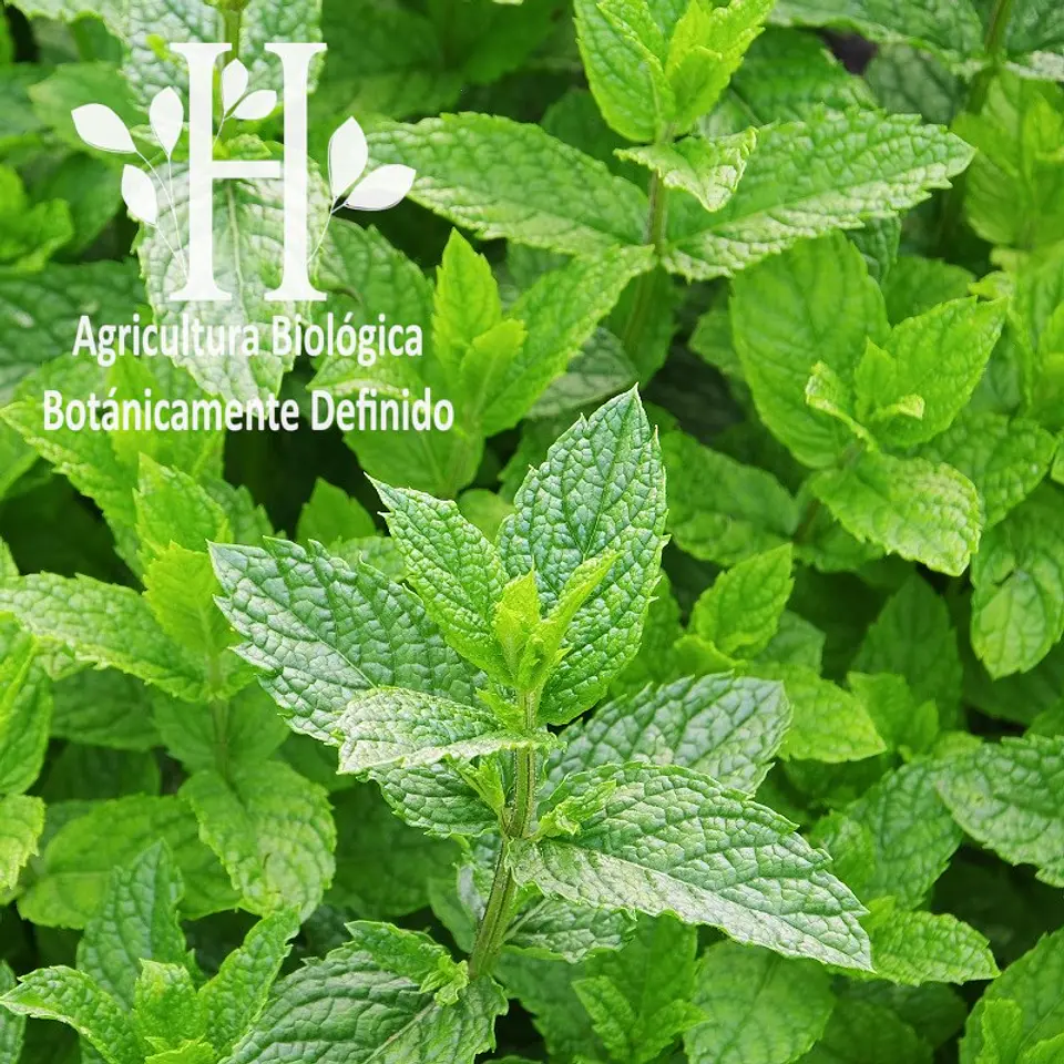 Aceite esencial de Menta Piperita Bio 5 ml 1