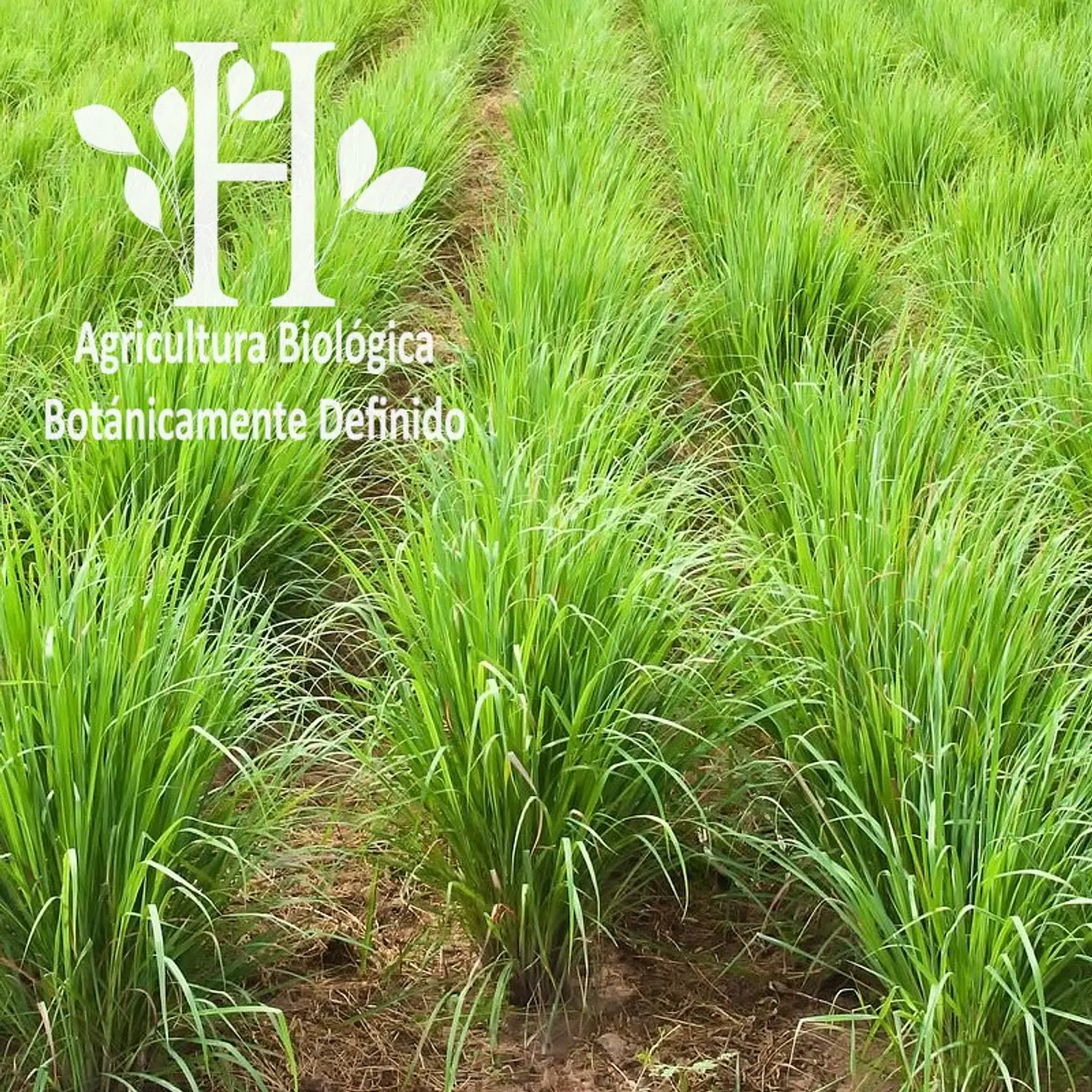 Aceite esencial de Lemongrass Bio 5 ml 1