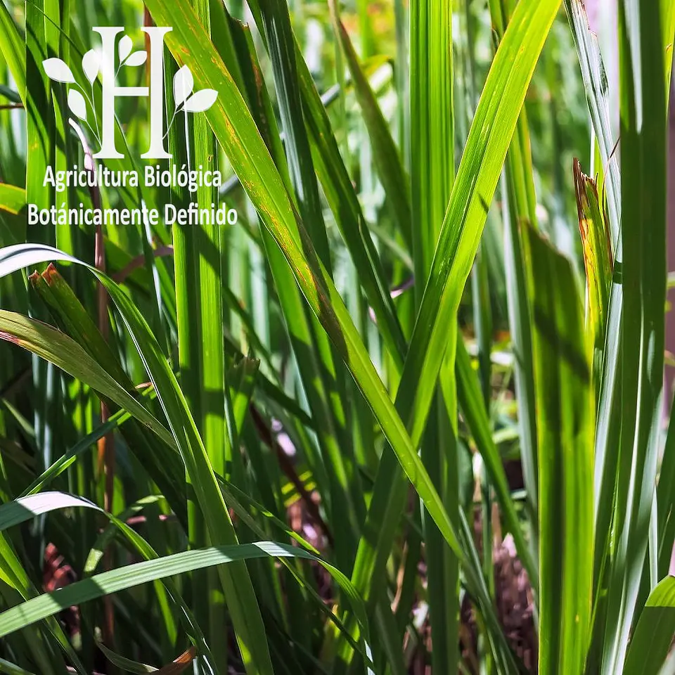 Aceite esencial de Citronela de Java Bio 5 ml 1