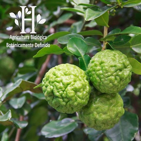 Bergamota Bio Aceite Esencial 5 ml