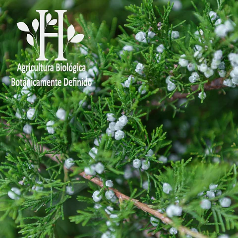 Ciprés de Provenza Bio Aceite Esencial 5 ml