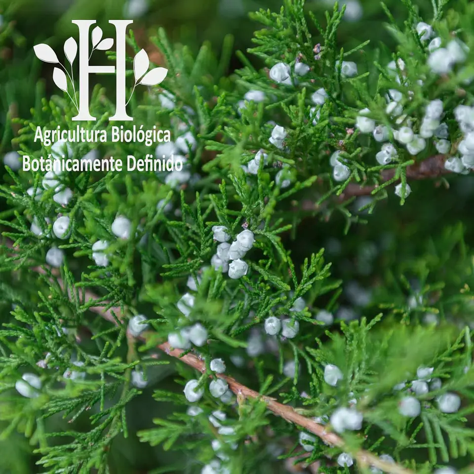 Aceite esencial de Ciprés de Provenza Bio 5 ml 1