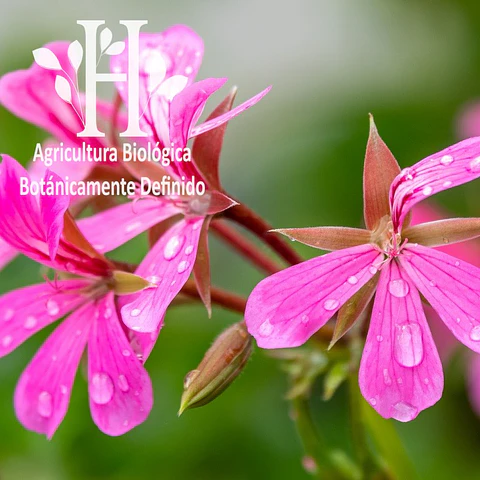 Geranio Egipto Bio Aceite Esencial 5 ml