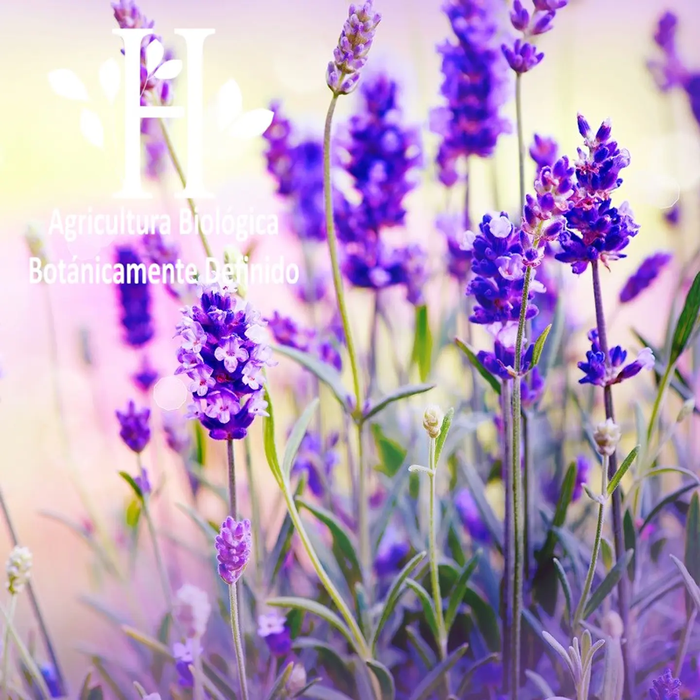 Aceite esencial de Lavanda Bio 5 ml 1